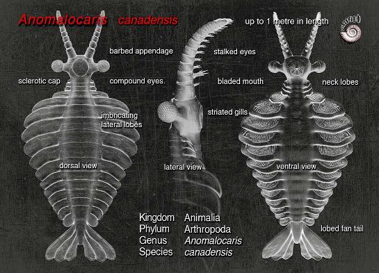 anomalocaris-model-from-paleozoo